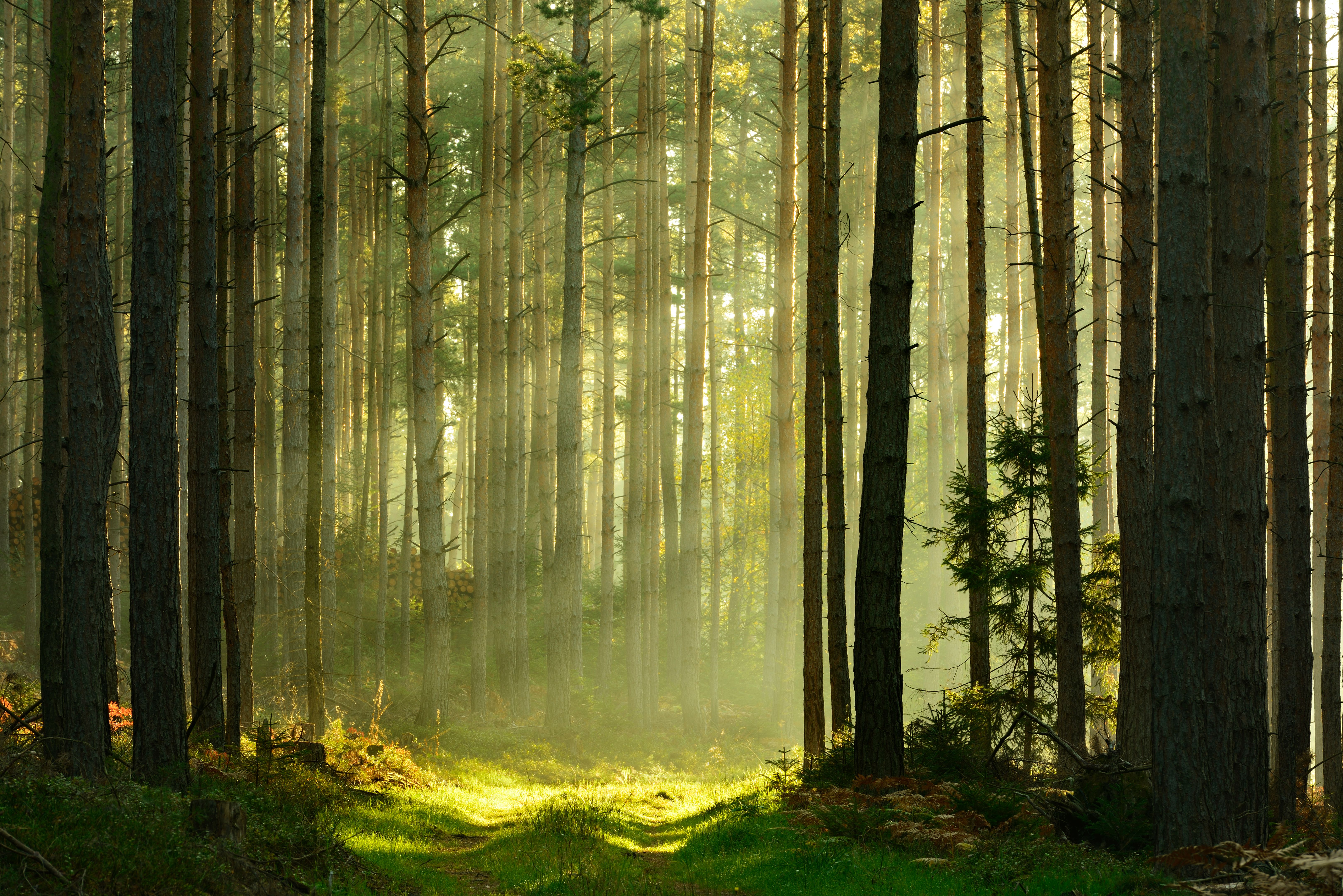 forest trail